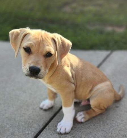Enlarge CLAYTON, a Adoptable mixed breed in Louisville, OH image 2/2