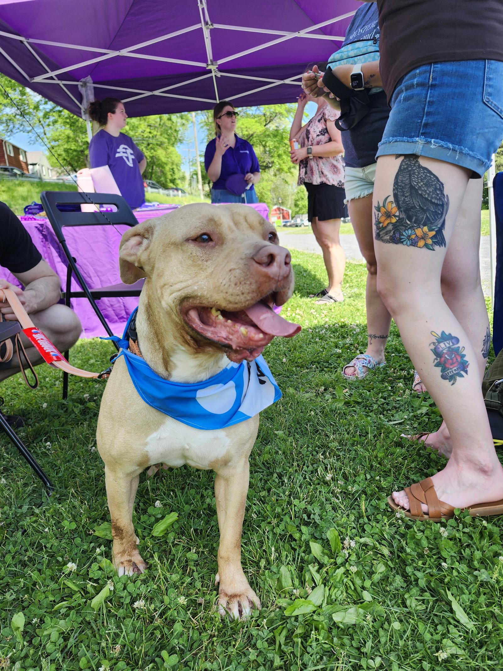 Jackie, Adoptable, Adult Female Pit Bull Terrier.