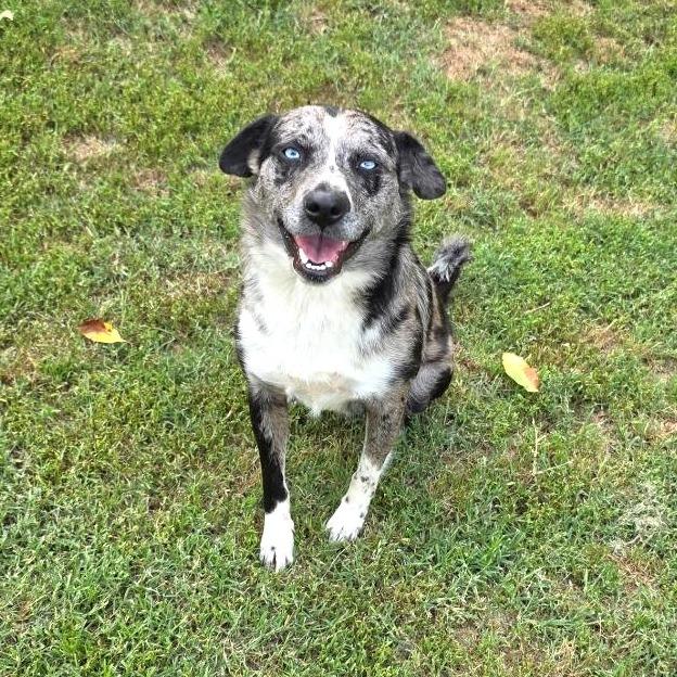 Bella, Adoptable, Adult Female Mixed Breed.