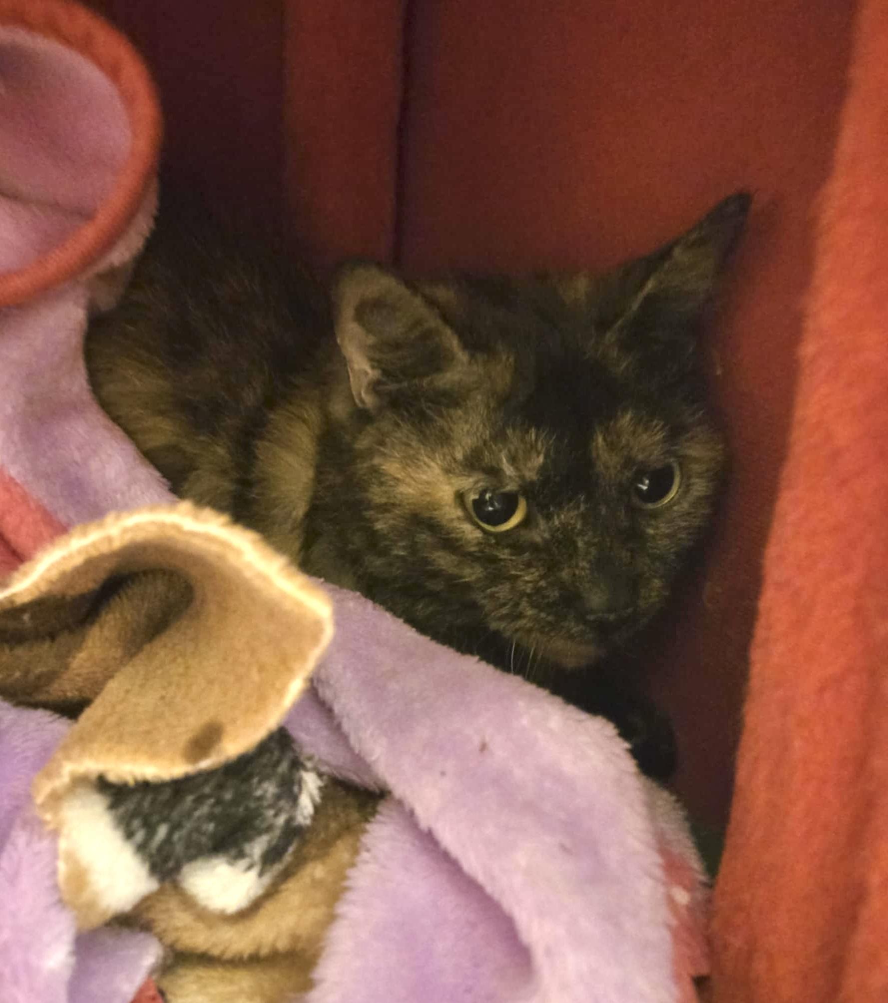 Enlarge Amity, a Adoptable Domestic Short Hair in Elyria, OH image 2/5