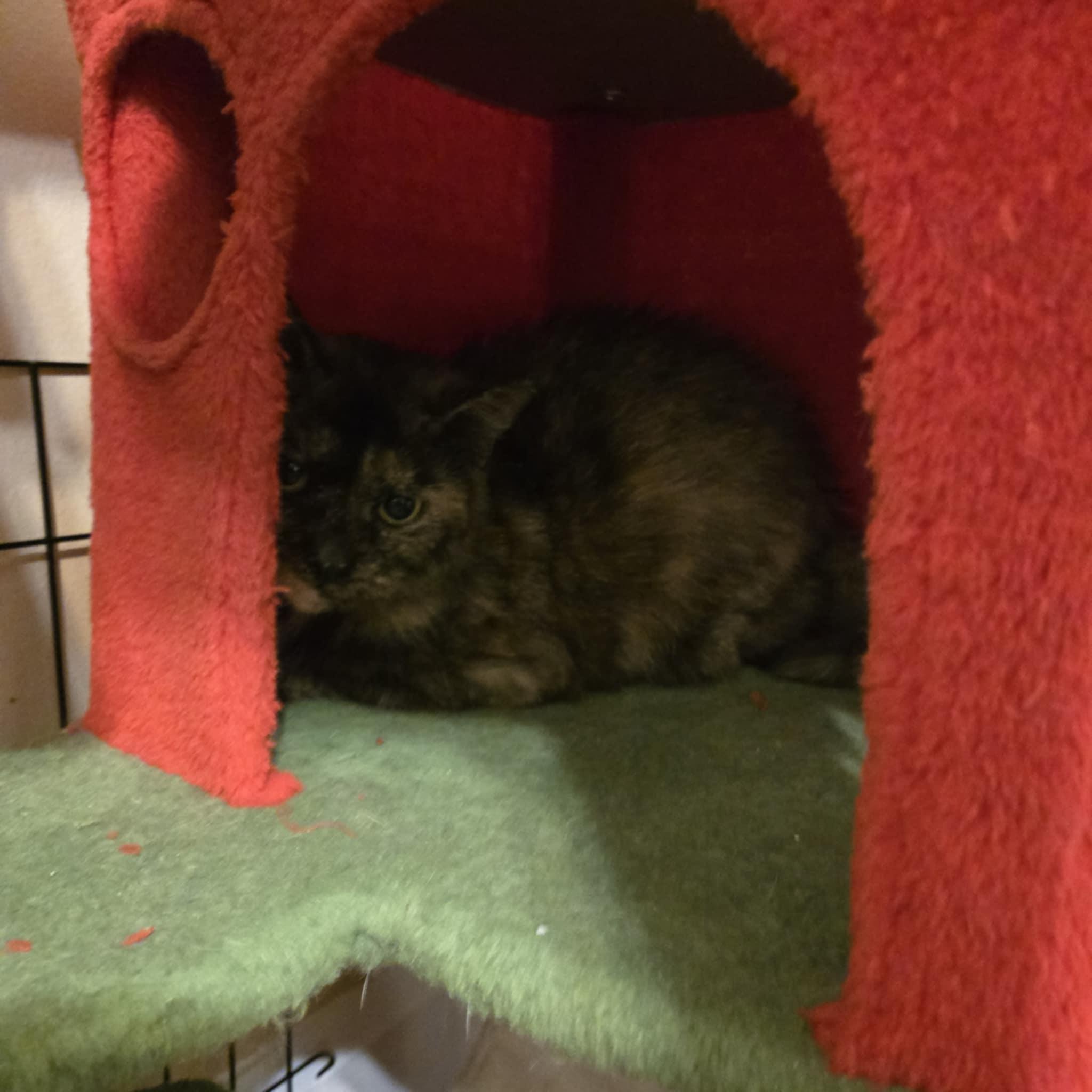 Enlarge Amity, a Adoptable Domestic Short Hair in Elyria, OH image 4/5