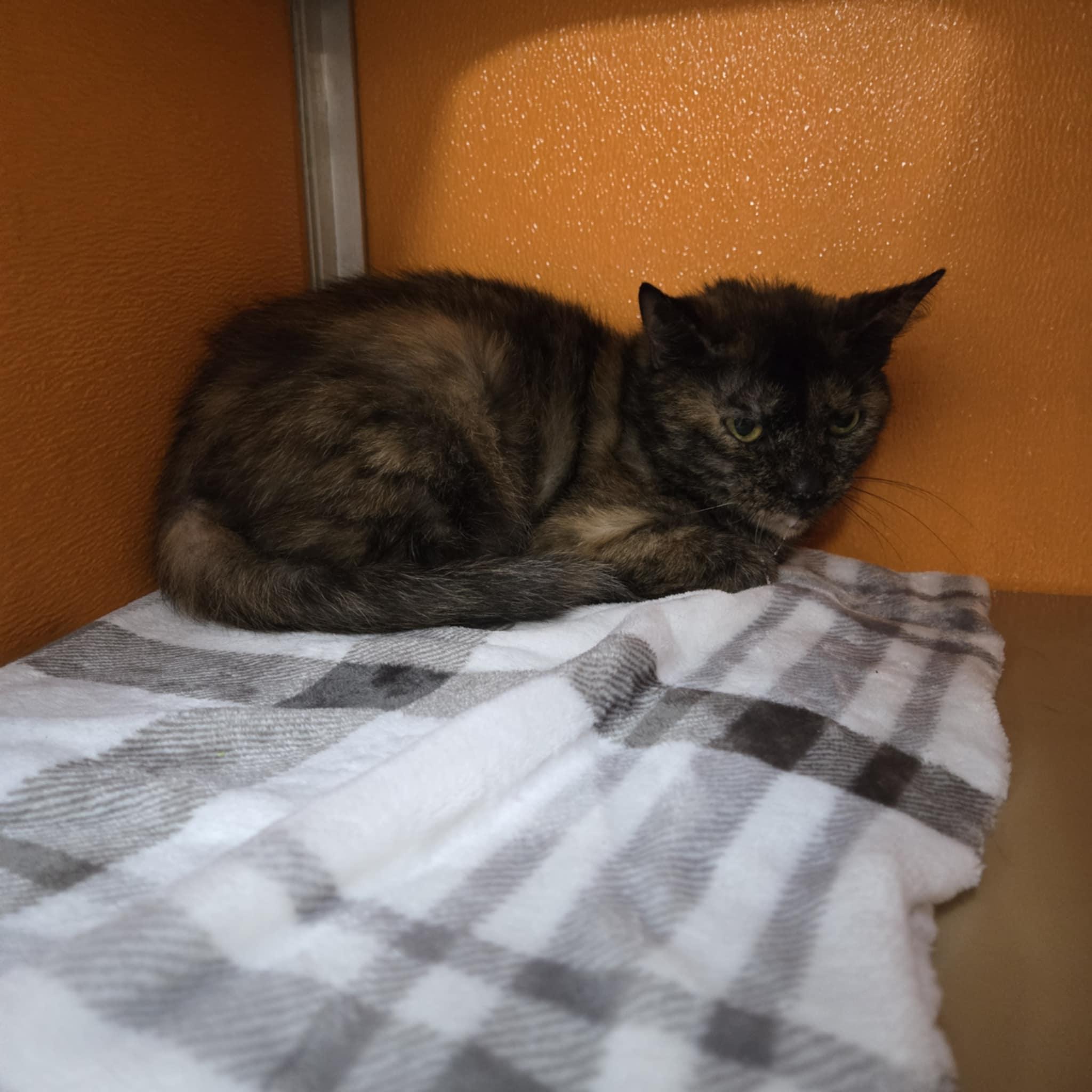 Enlarge Amity, a Adoptable Domestic Short Hair in Elyria, OH image 3/5