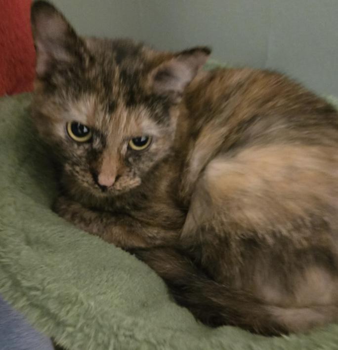 Enlarge Amity, a Adoptable Domestic Short Hair in Elyria, OH image 5/5