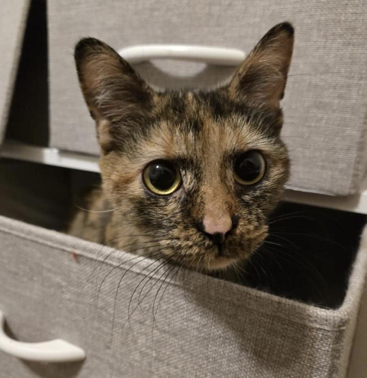 Amity Ask to Meet! In Foster!!, Adoptable, Adult Female Domestic Short Hair.