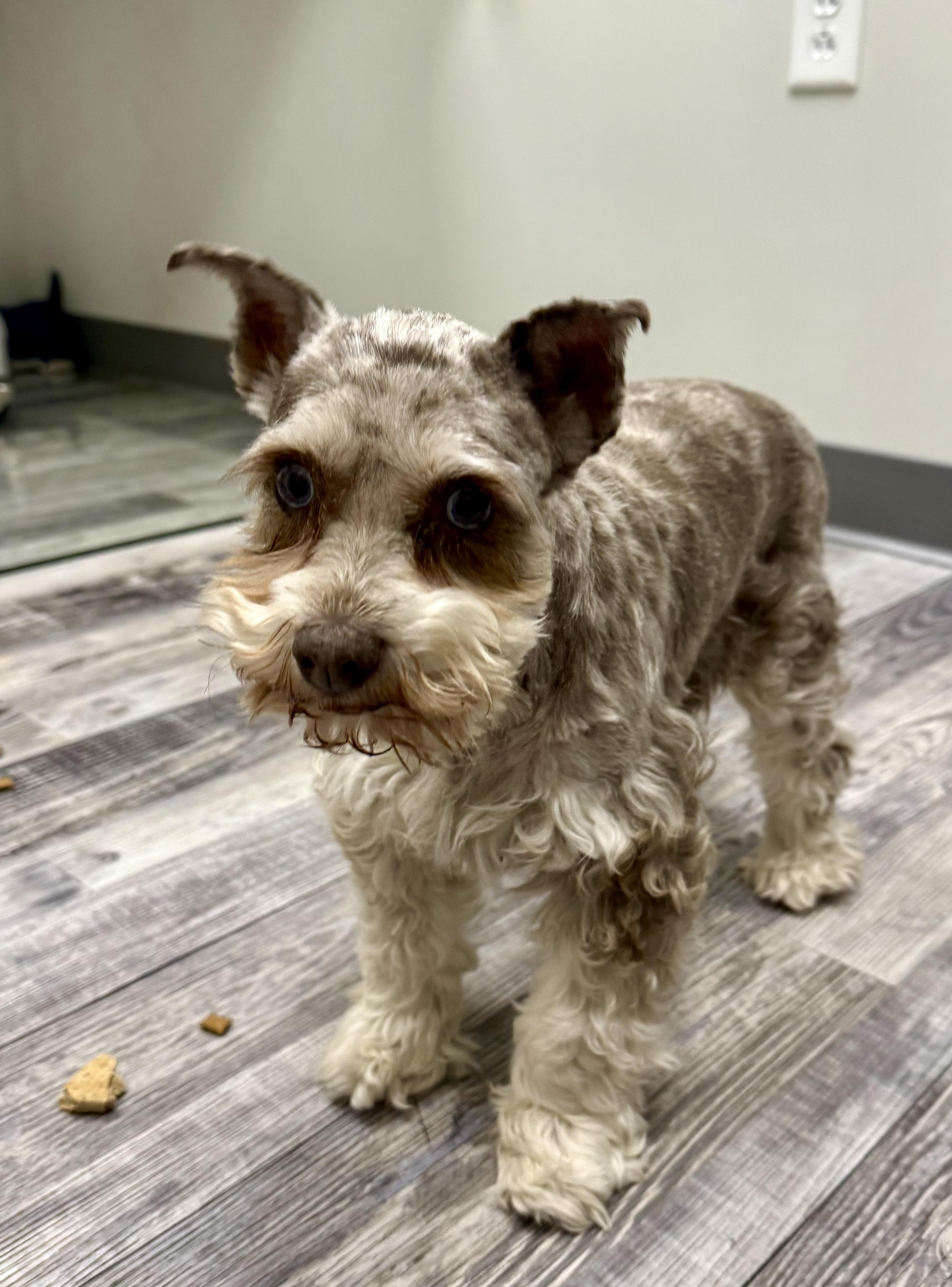 Mazie, an adopted Miniature Schnauzer in St. Louis, MO image 3/4