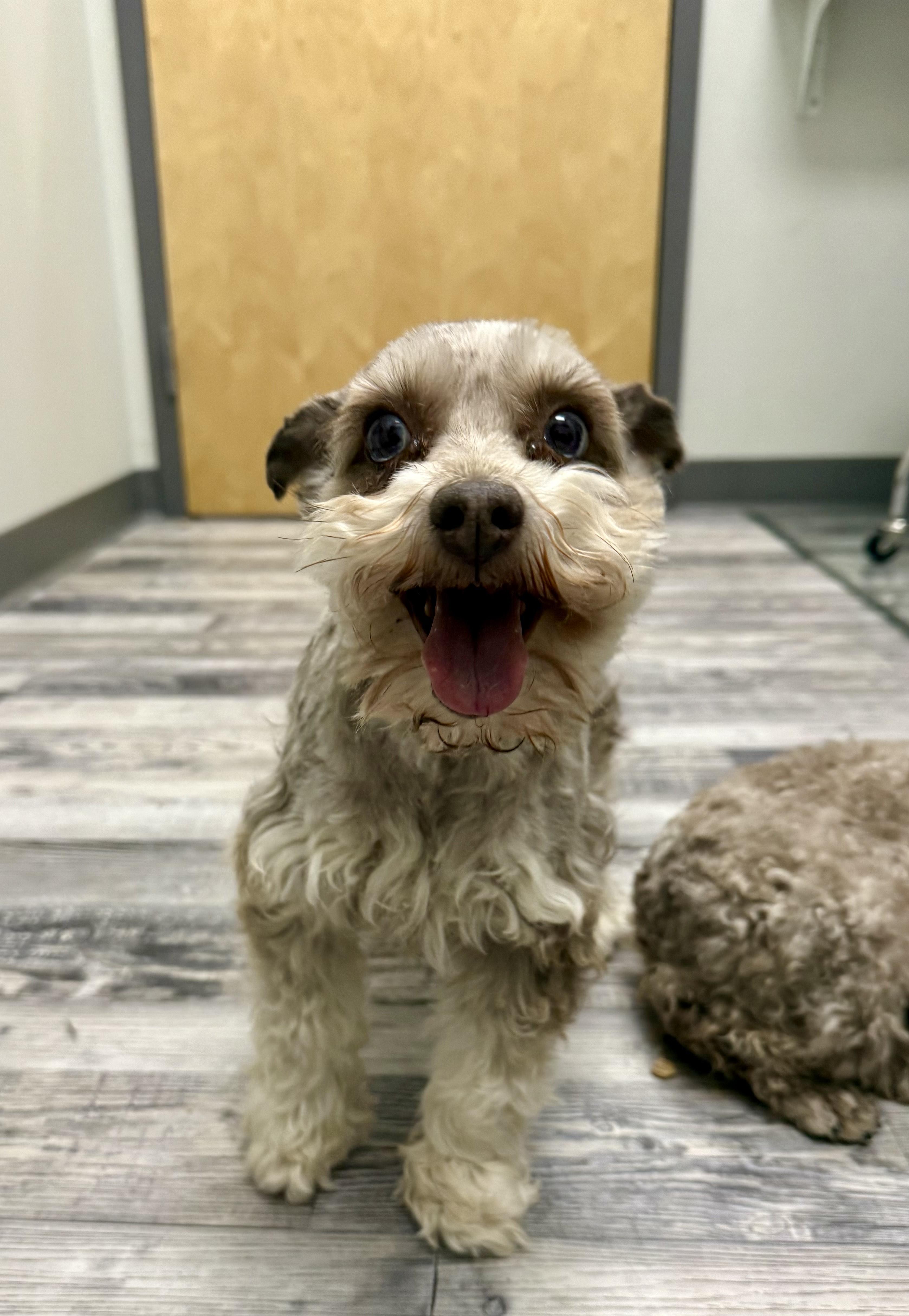 Mazie, an adopted Miniature Schnauzer in St. Louis, MO image 4/4