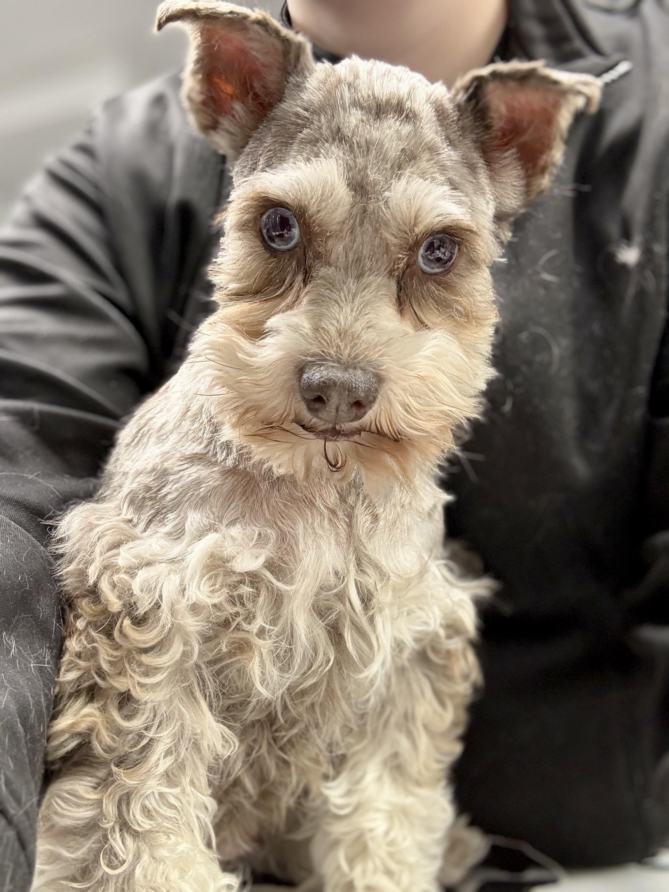 Mazie, an adopted Miniature Schnauzer in St. Louis, MO image 2/4