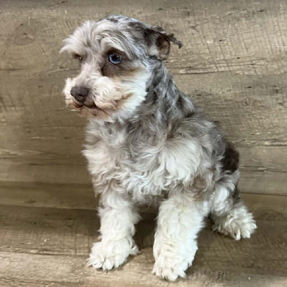 Mazie, an adopted Miniature Schnauzer in St. Louis, MO image 1/4