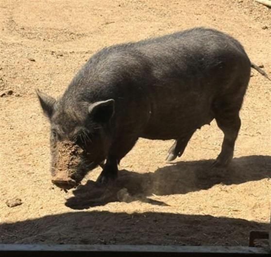 HAM SOLO, Adoptable, Adult Female Pig.