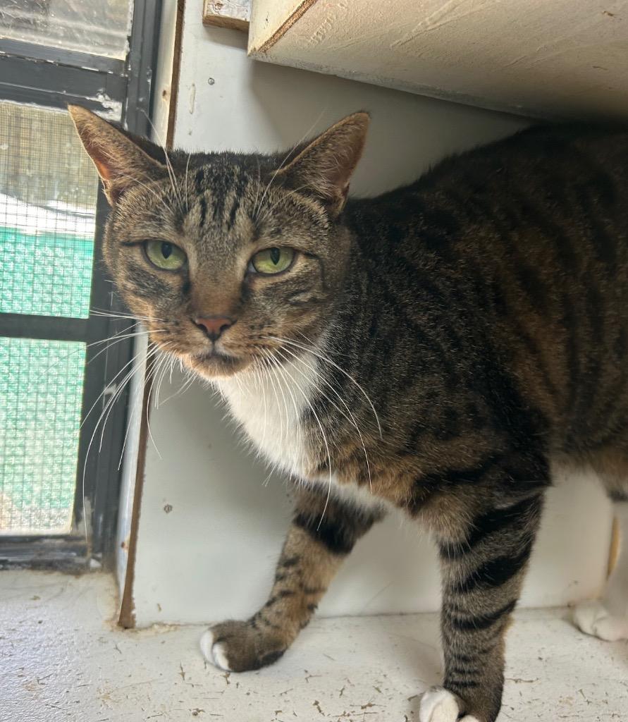 Selene, Adoptable, Senior Female Domestic Short Hair.
