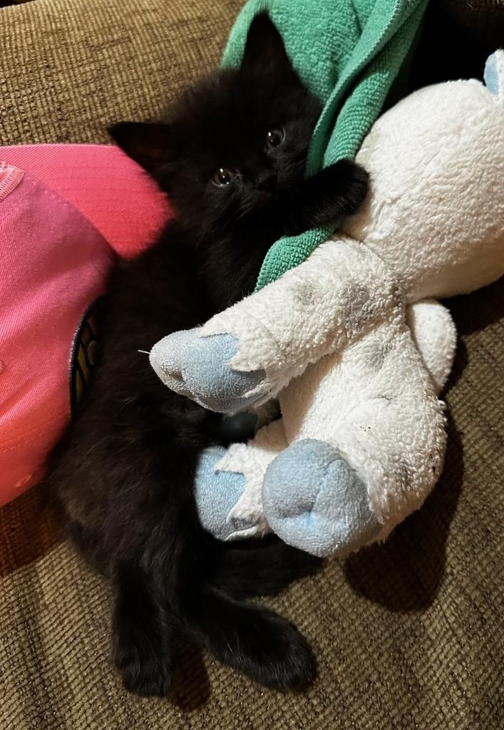 Wally 2, Adopted, Adult Male Domestic Medium Hair.