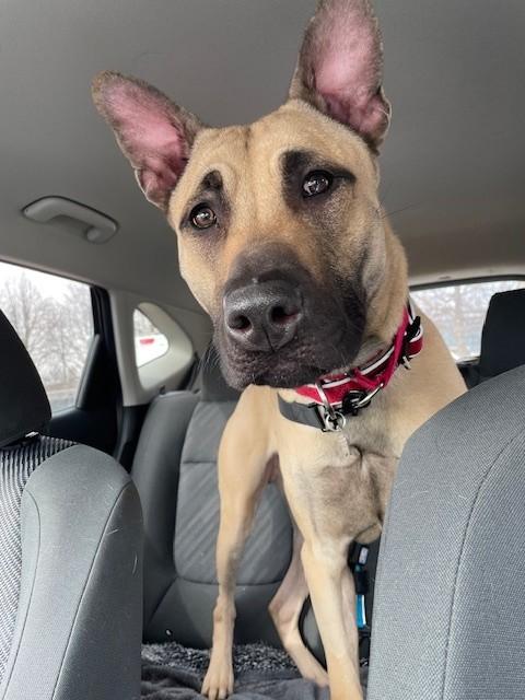 Apollo, adoptable, Adult Male Belgian Shepherd / Malinois.