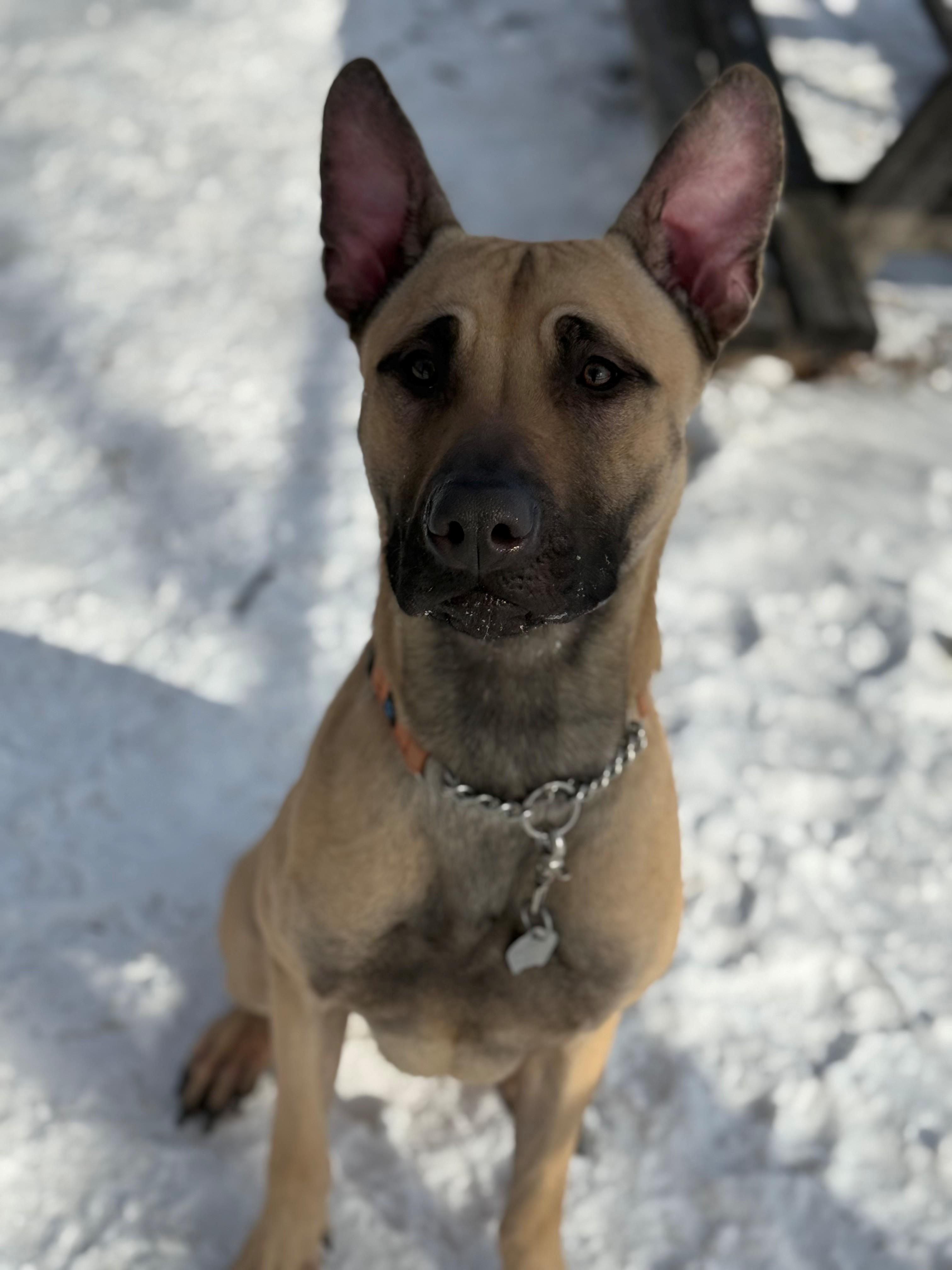 Enlarge Apollo, an adoptable mixed breed in Hamilton, ON image 2/6