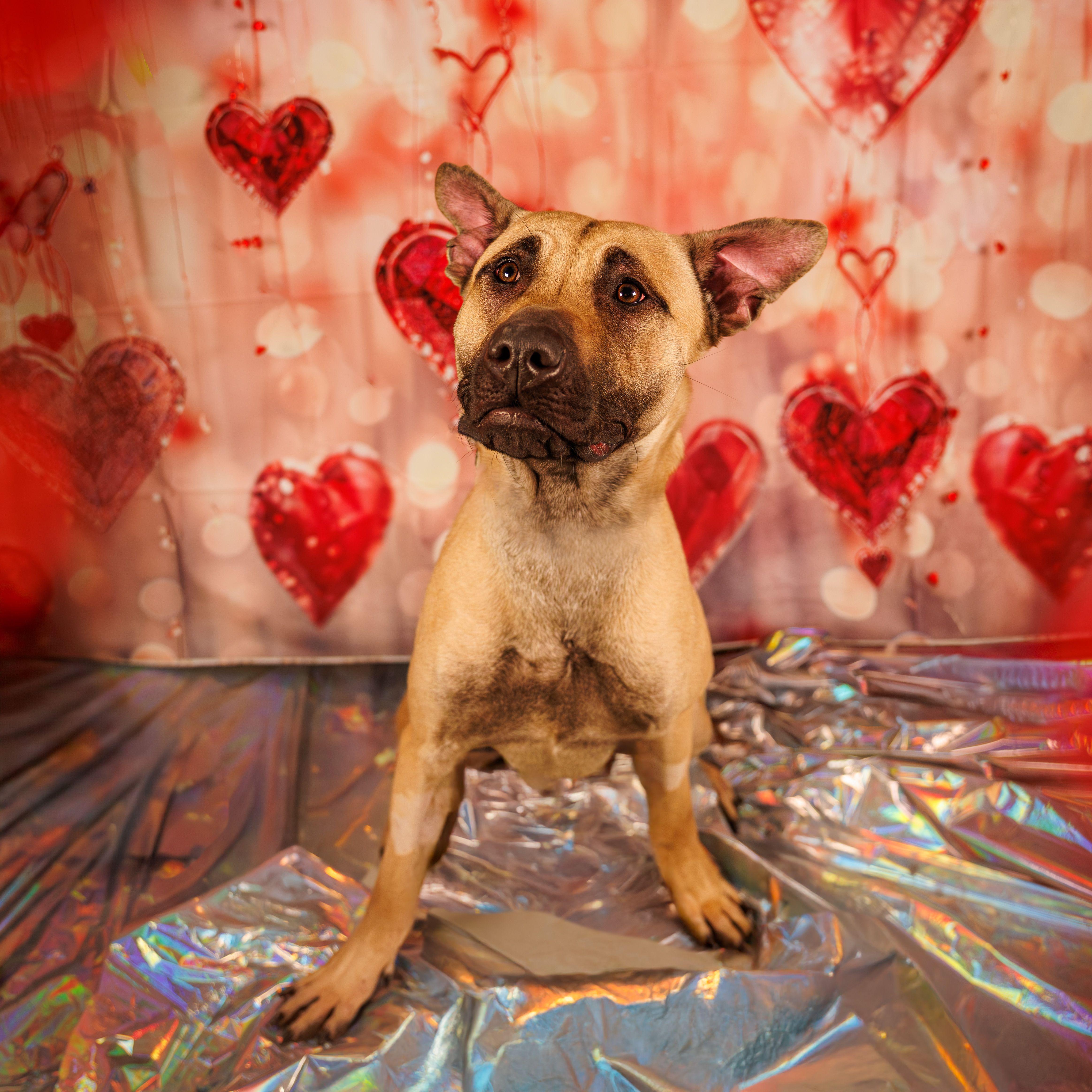 Enlarge Apollo, an adoptable mixed breed in Hamilton, ON image 4/6