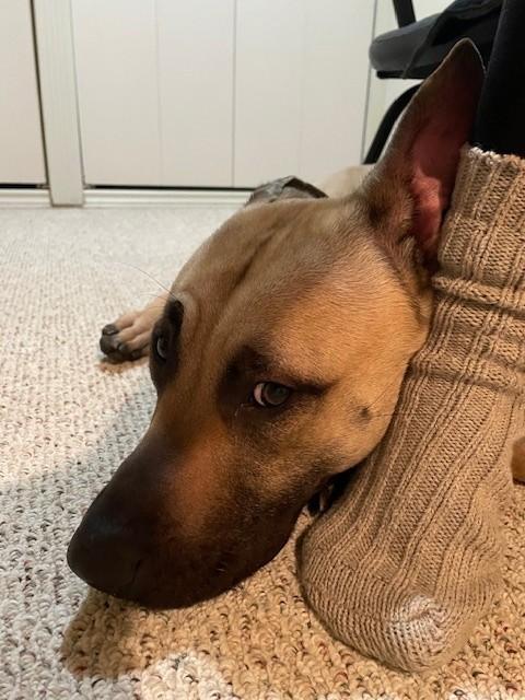 Enlarge Apollo, an adoptable mixed breed in Hamilton, ON image 6/6