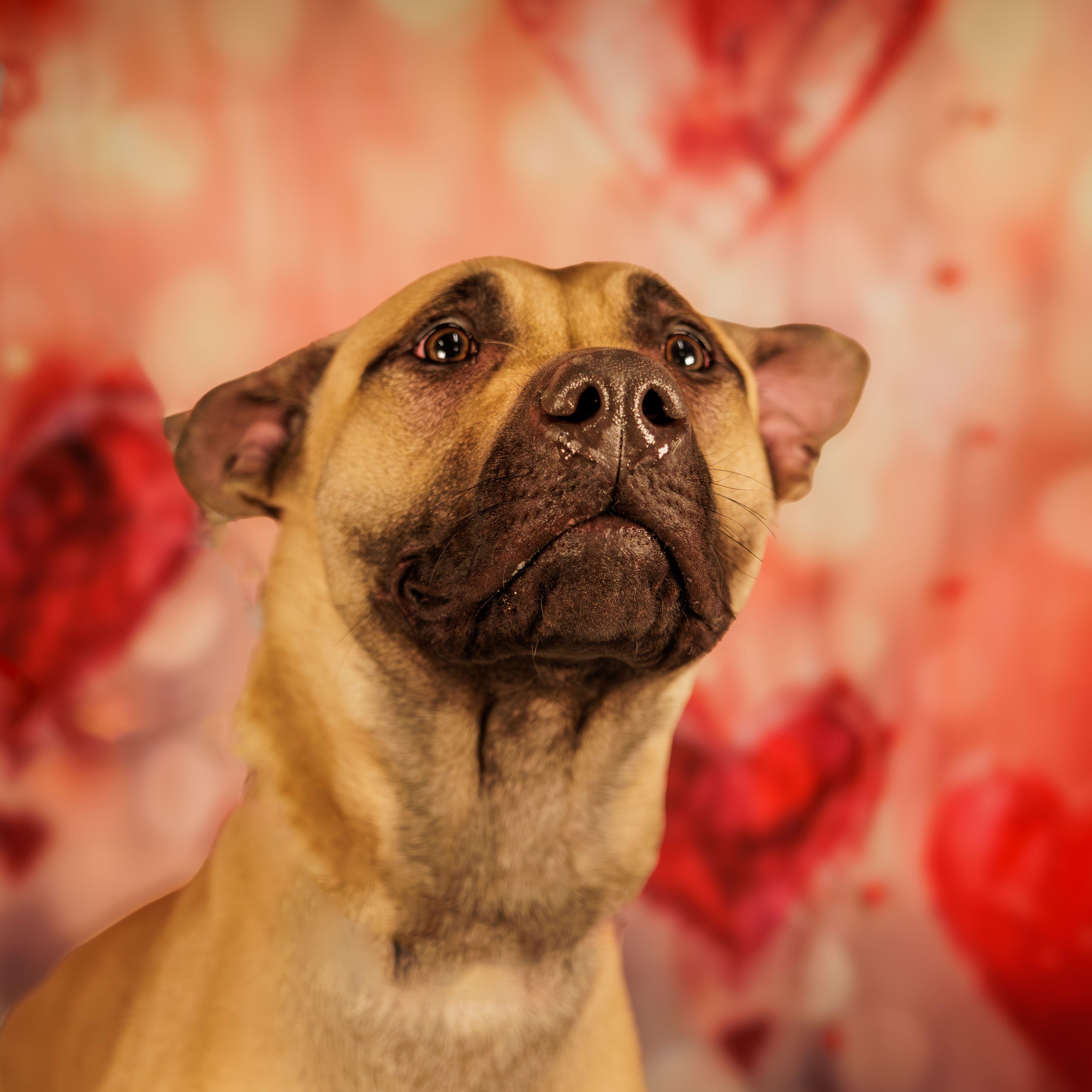 Apollo, adoptable, Adult Male Belgian Shepherd / Malinois.