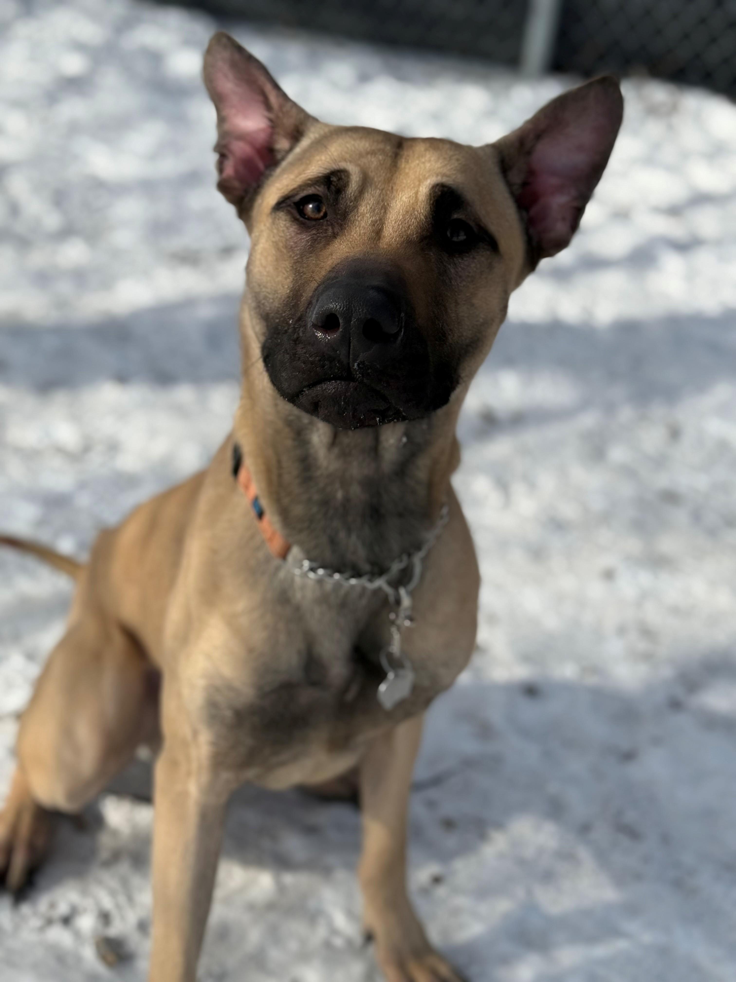 Enlarge Apollo, an adoptable mixed breed in Hamilton, ON image 3/6