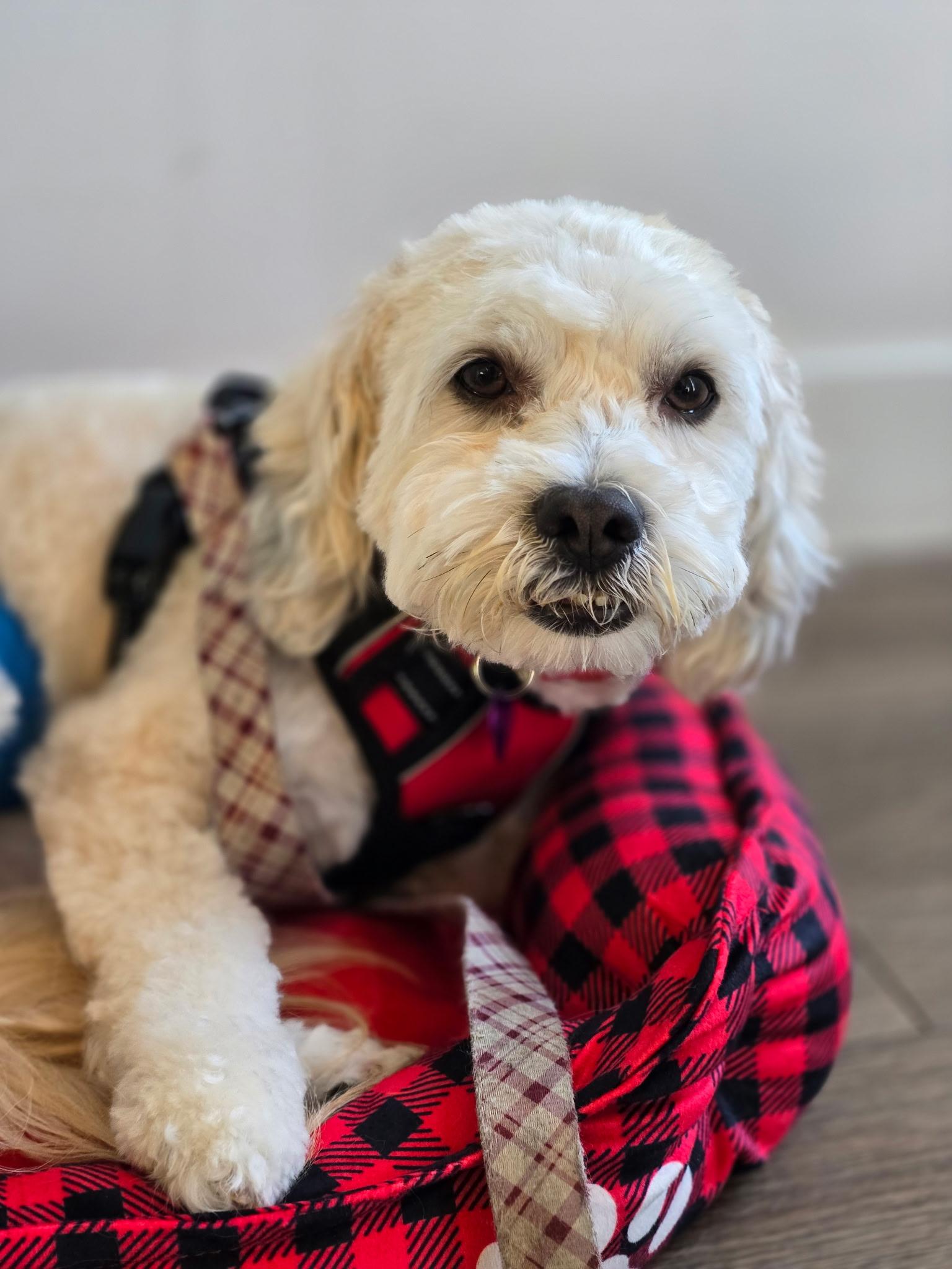 Niko, a ADOPTABLE mixed breed in Covina, CA image 2/6
