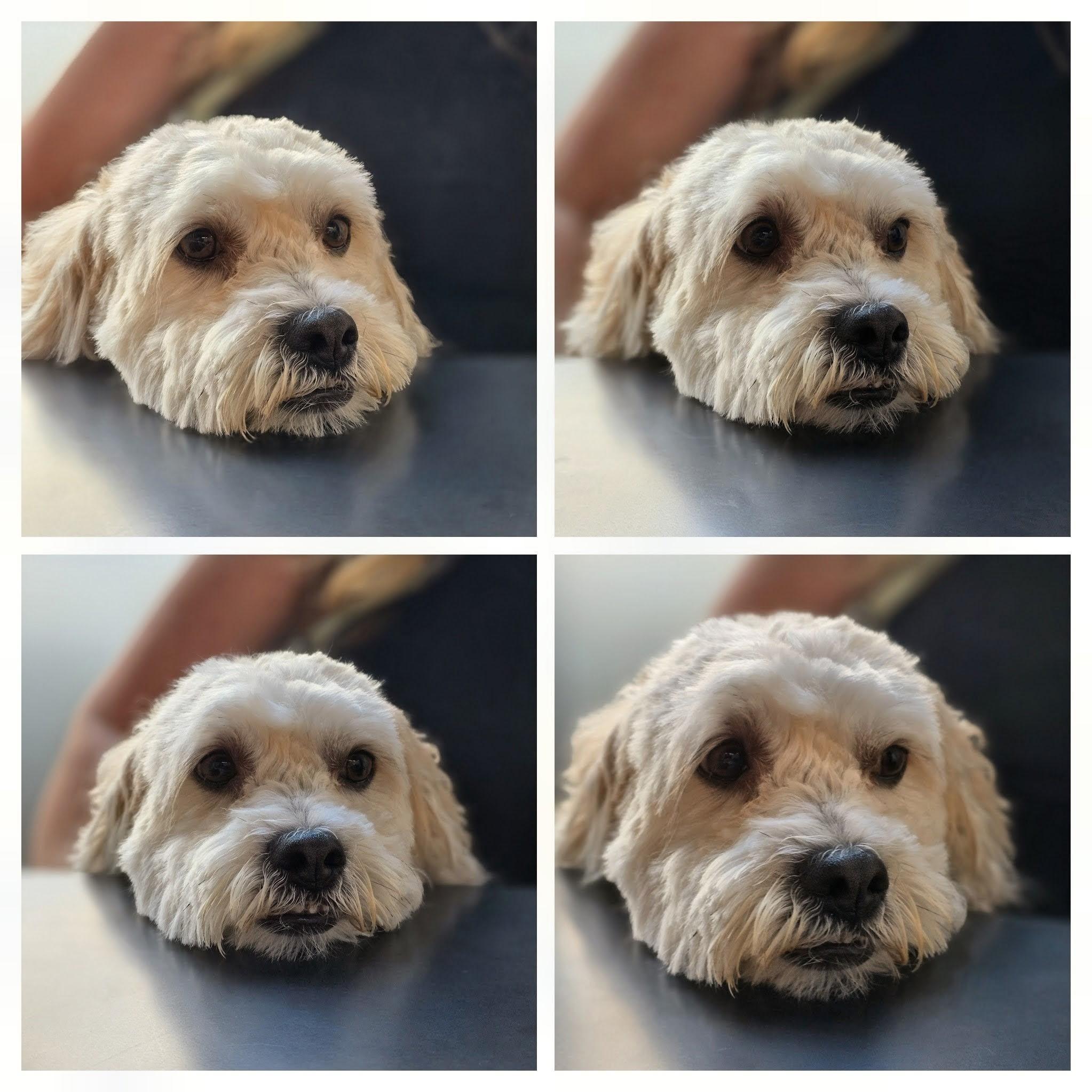 Niko, a ADOPTABLE mixed breed in Covina, CA image 6/6