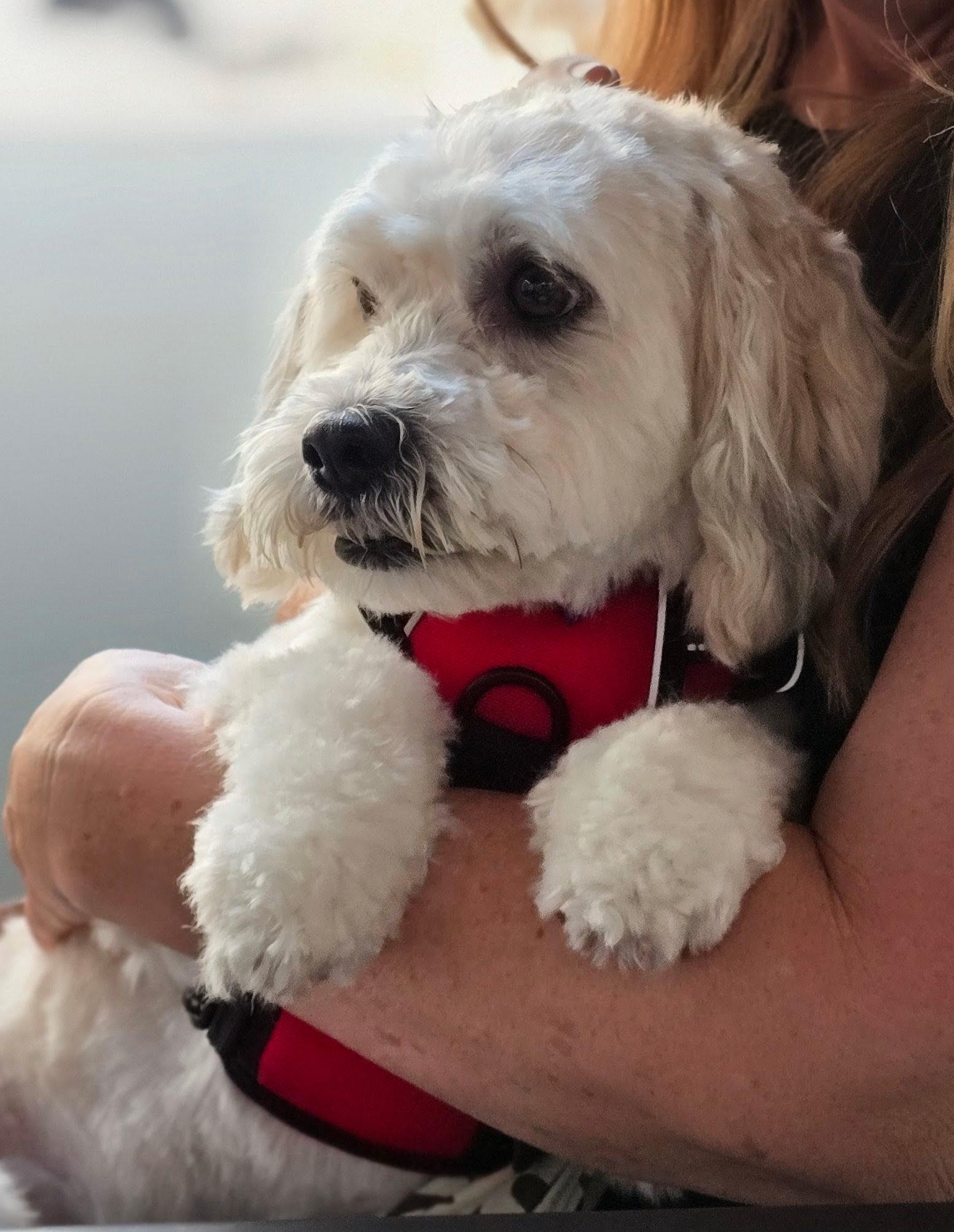 Niko, a ADOPTABLE mixed breed in Covina, CA image 5/6