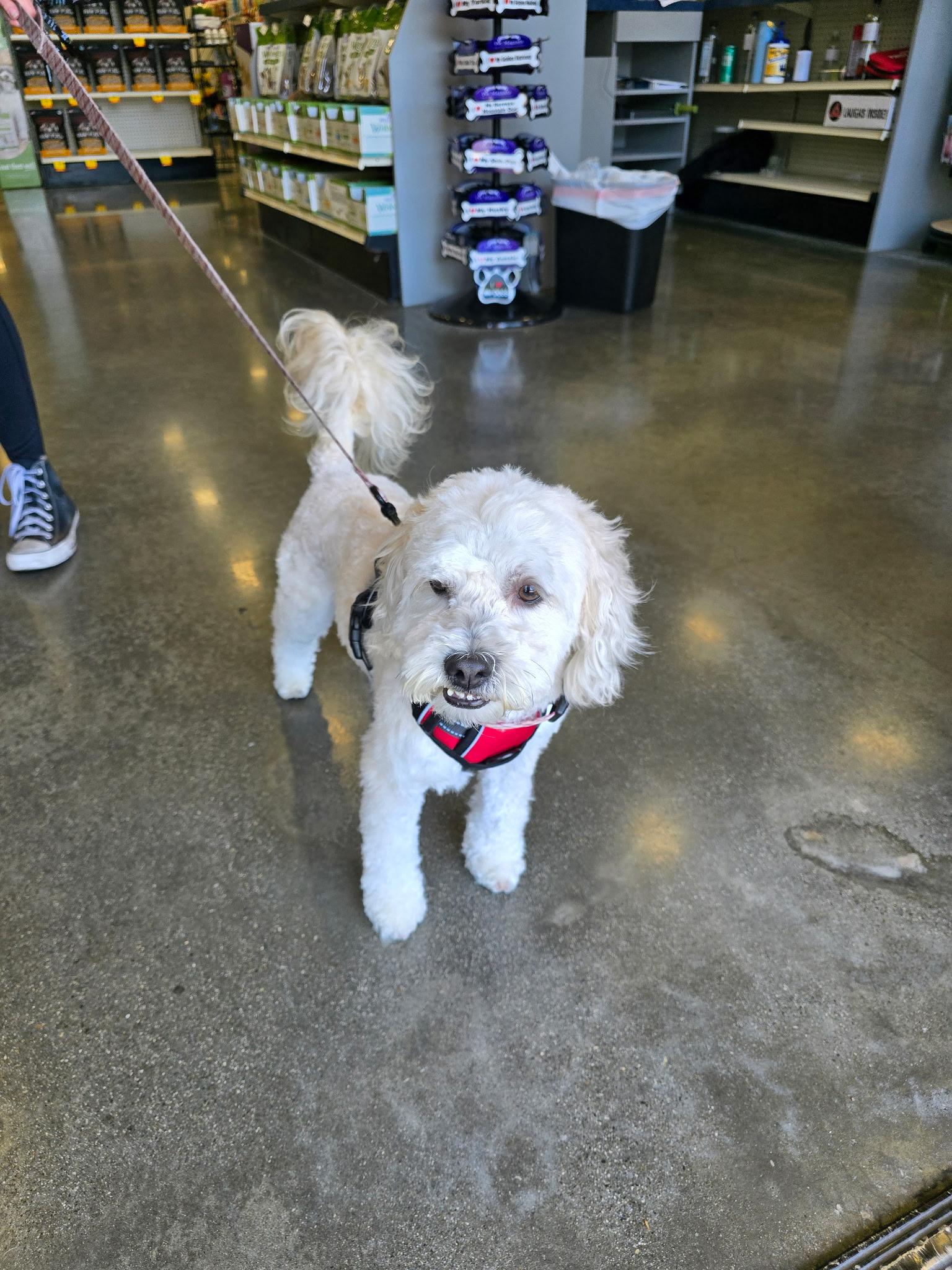 Niko, a ADOPTABLE mixed breed in Covina, CA image 3/6