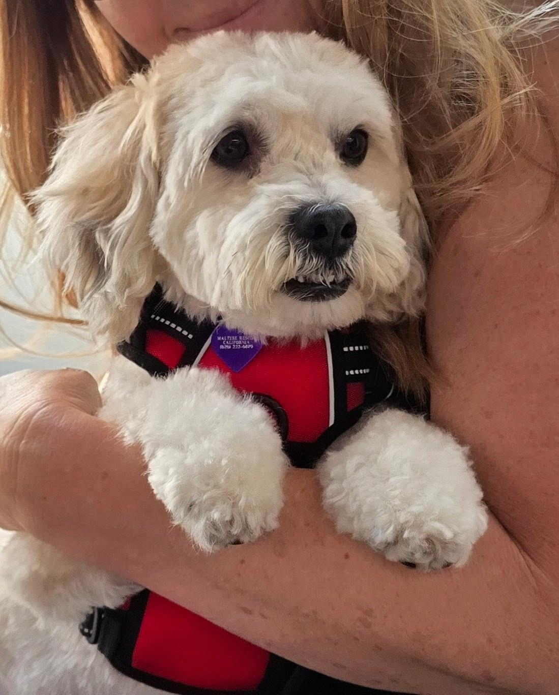 Niko, ADOPTABLE, Adult Male Cavapoo.