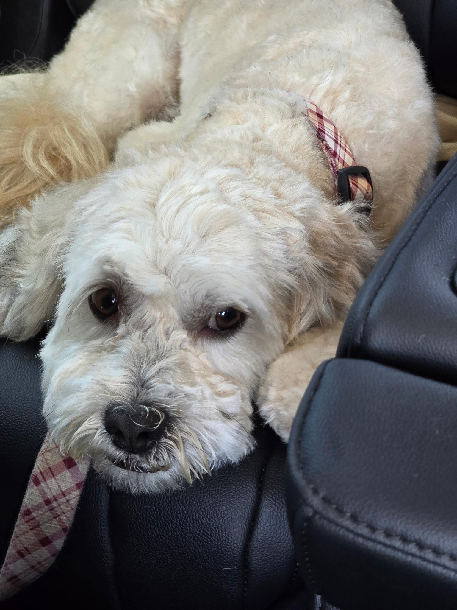 Niko, a ADOPTABLE mixed breed in Covina, CA image 4/6