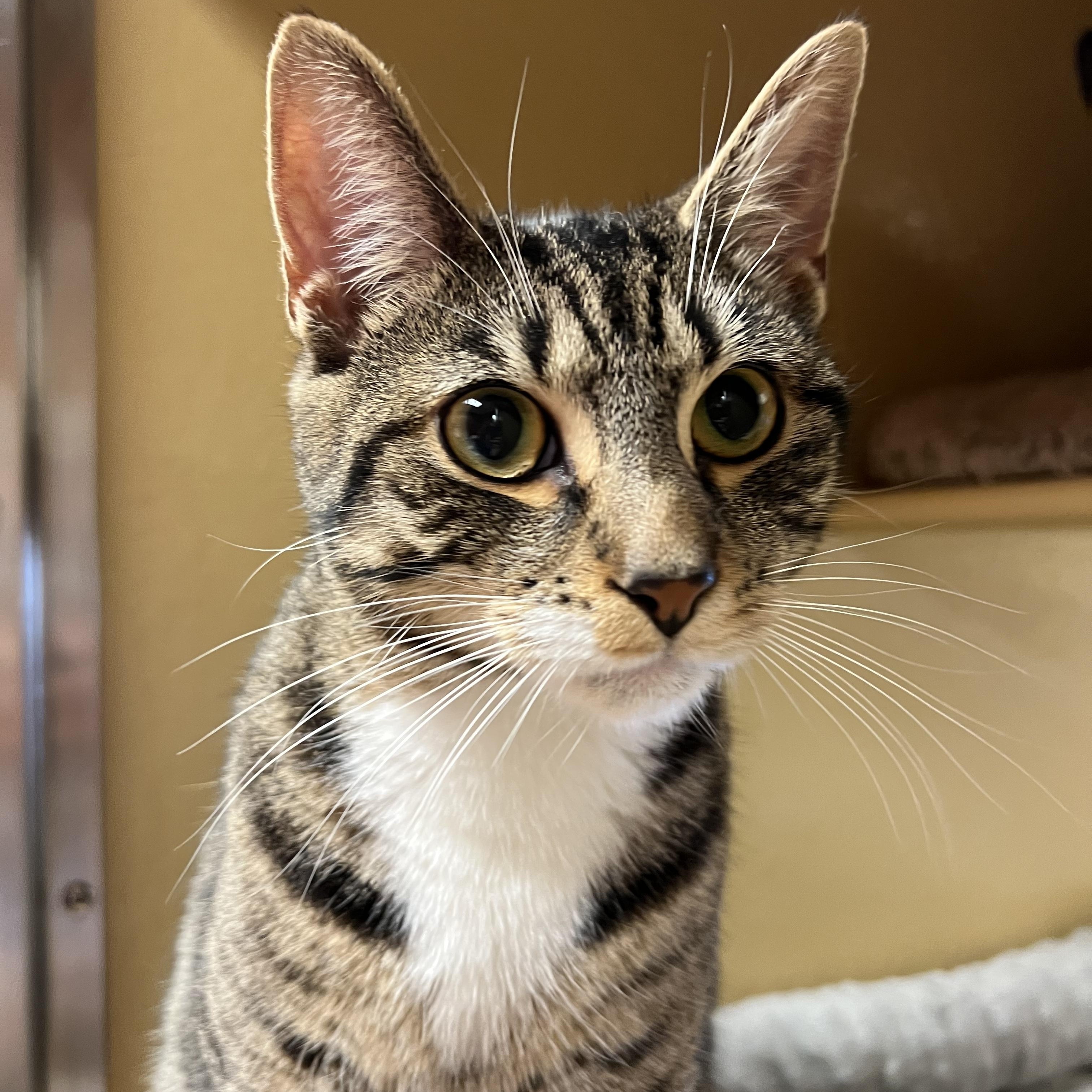 Bravo, Adoptable, Young Male Domestic Short Hair.
