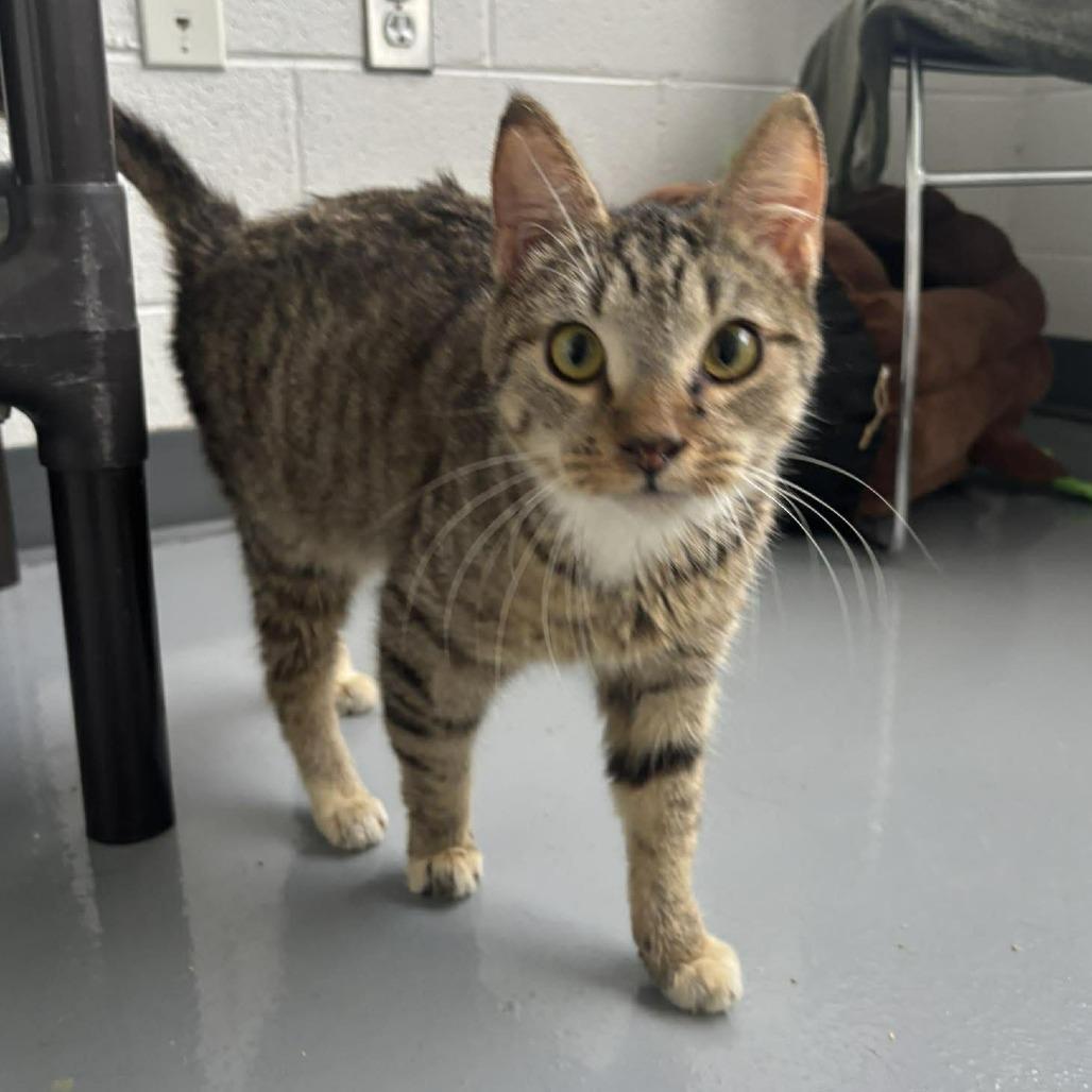 Soup, Adoptable, Young Male Domestic Short Hair.