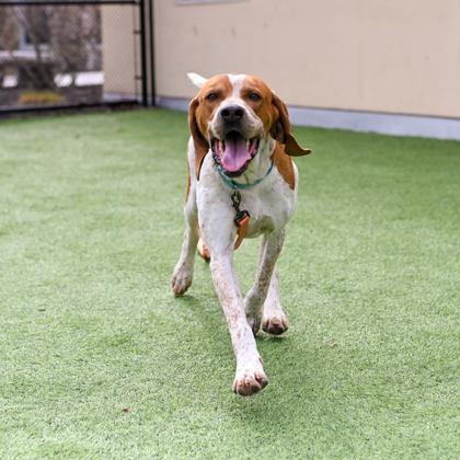 Loki, Adopted, Adult Male Mixed Breed.