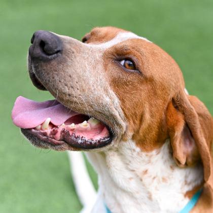 Enlarge Loki, a Adopted mixed breed in Westbrook, ME image 3/3