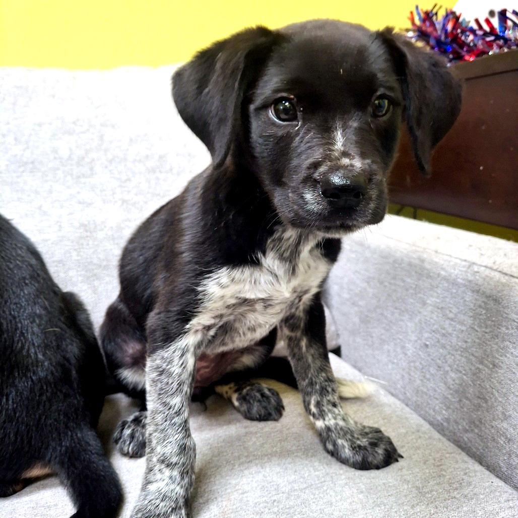 Enlarge Harmony, a ADOPTABLE mixed breed in Sulphur, KY image 2/2