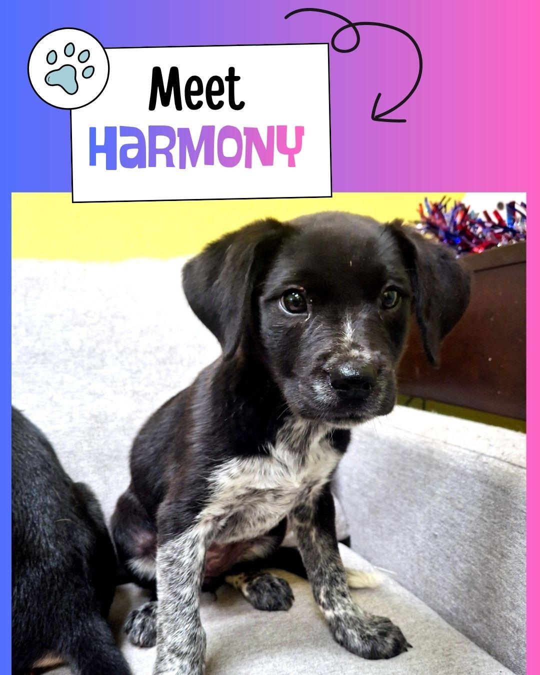 Harmony, ADOPTABLE, Puppy Female Australian Cattle Dog / Blue Heeler.