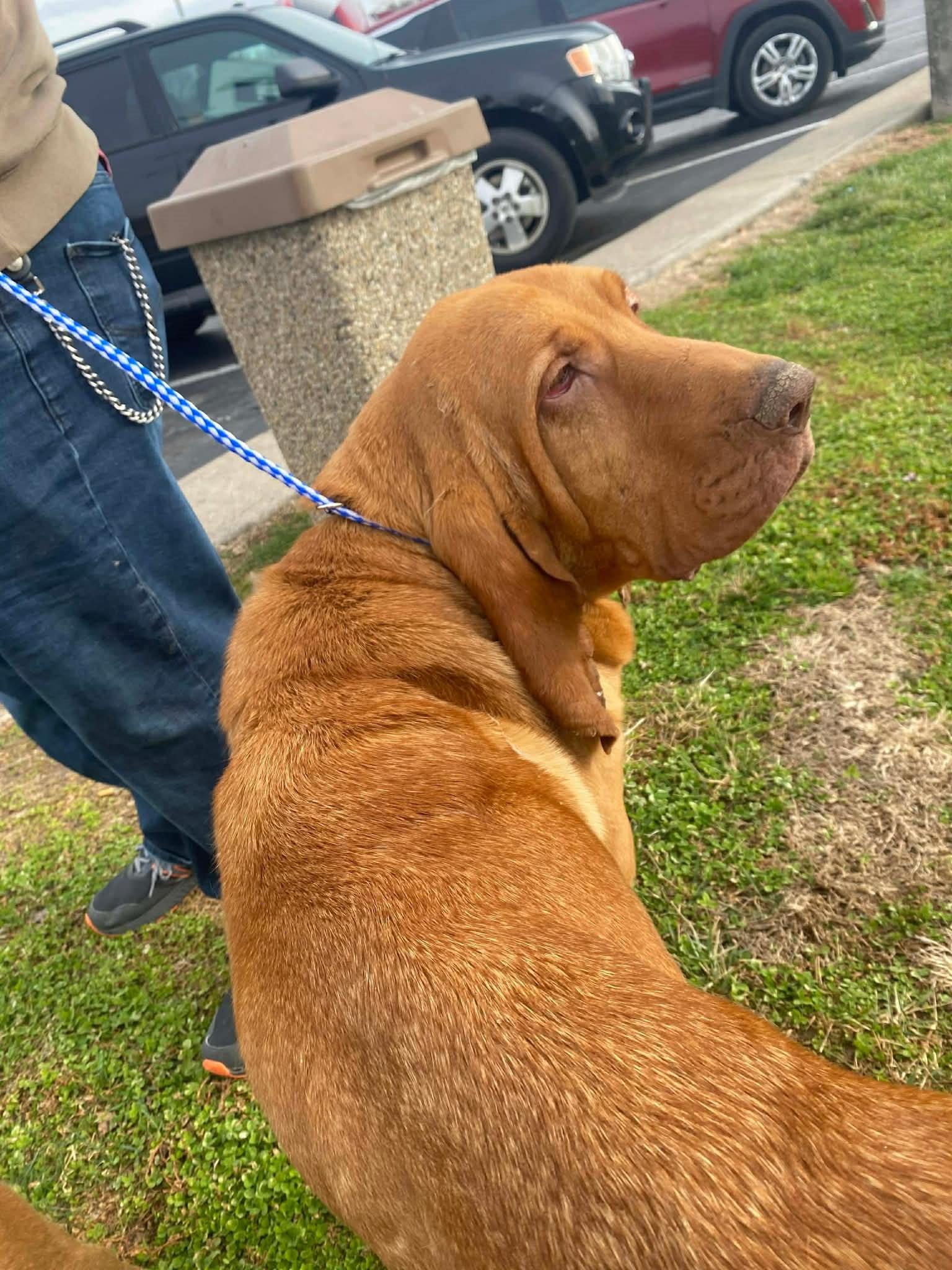 Enlarge Thelma, a ADOPTABLE Bloodhound in Dallas, TX image 4/4