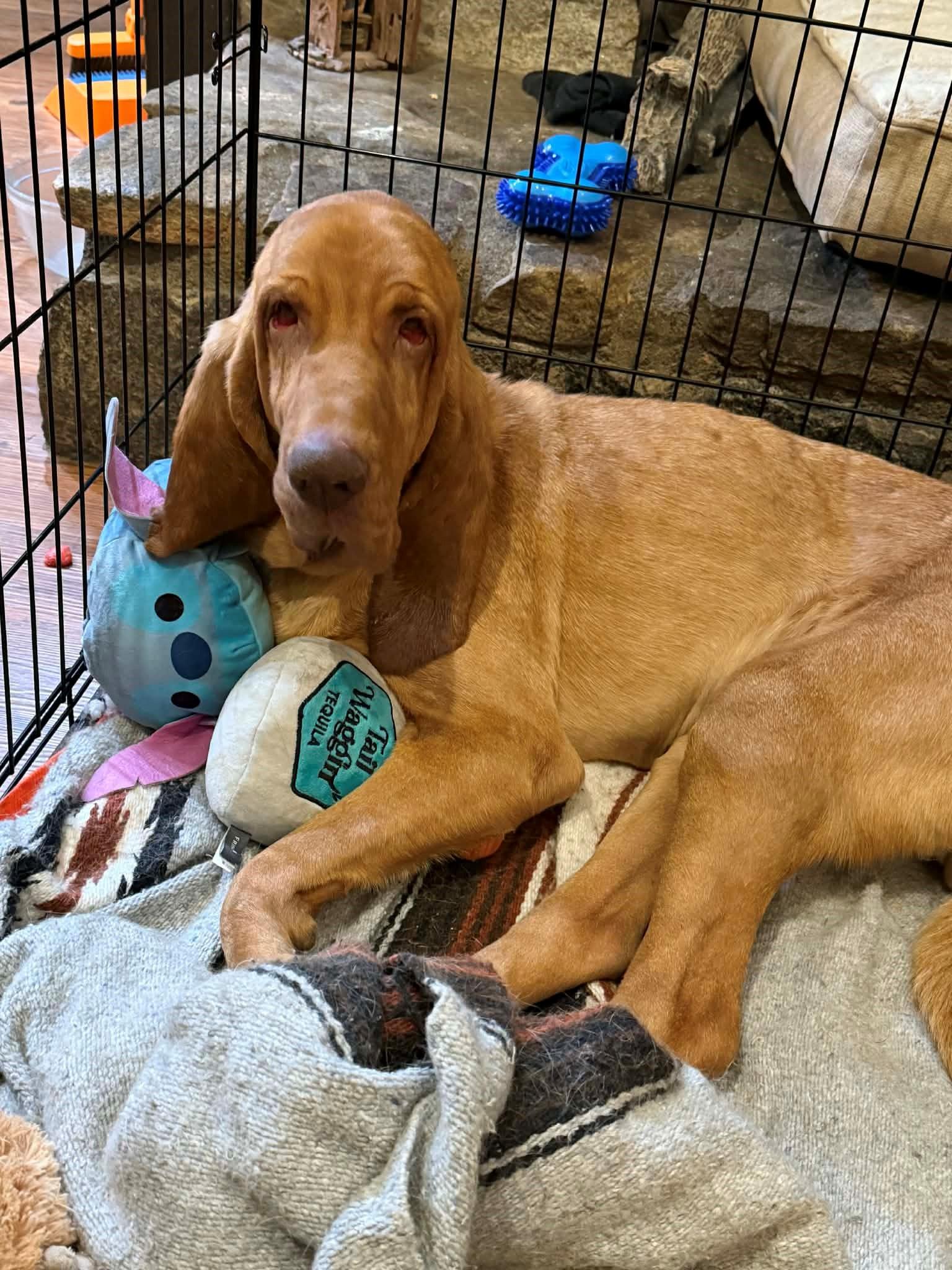 Enlarge Thelma, a ADOPTABLE Bloodhound in Dallas, TX image 2/4