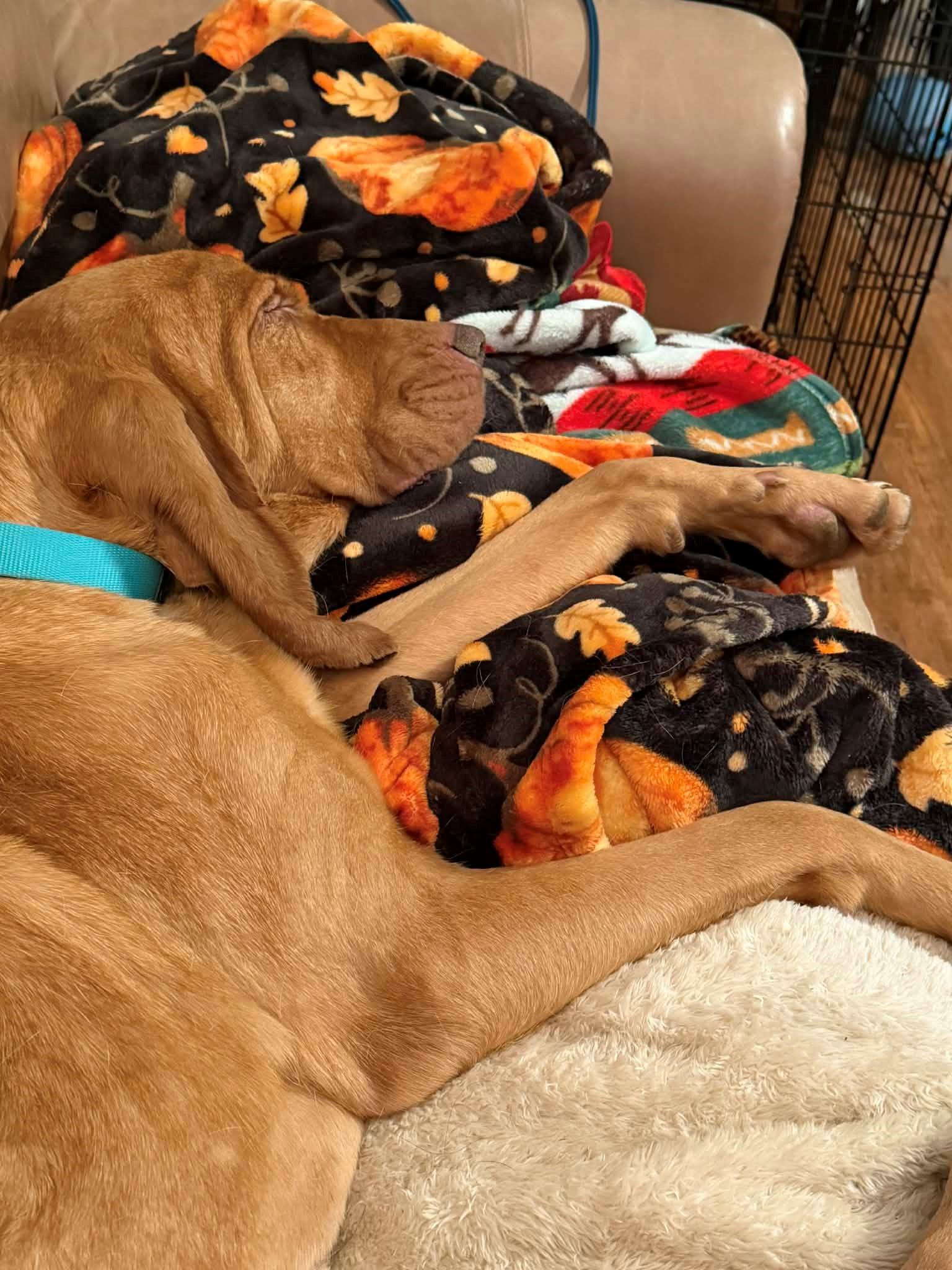 Enlarge Thelma, a ADOPTABLE Bloodhound in Dallas, TX image 3/4