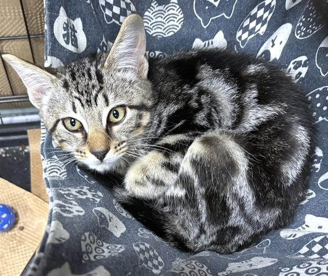 CYPRUS, Adoptable, Kitten Female Domestic Short Hair.
