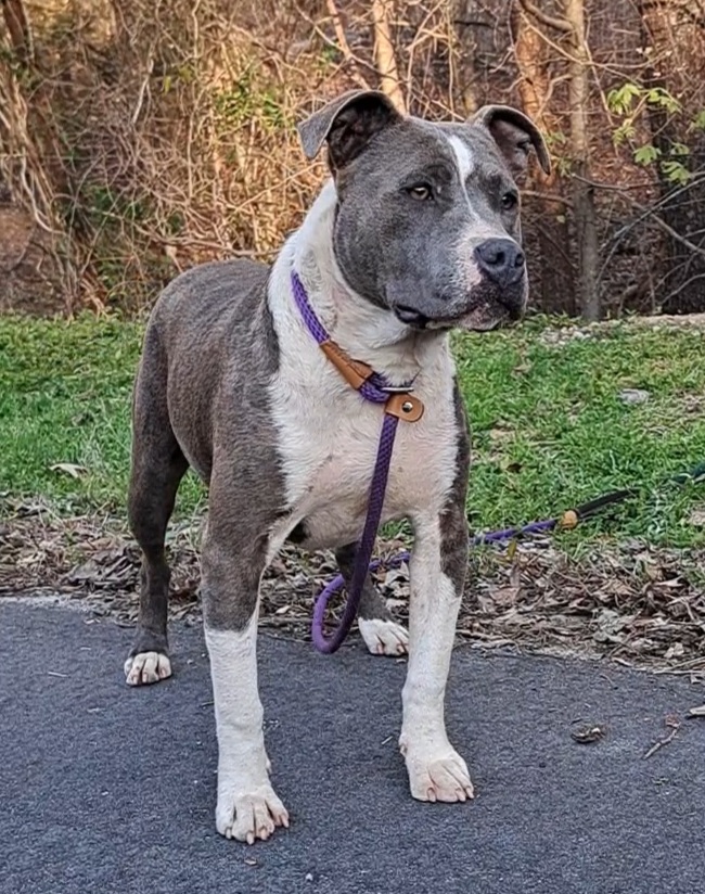 Blue Girl, a Adopted American Staffordshire Terrier in Westminster, SC image 4/4