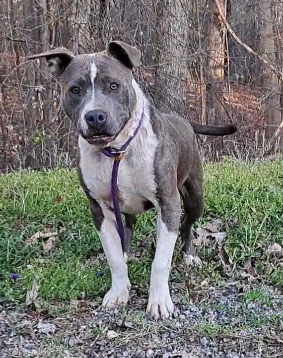 Blue Girl, a Adopted American Staffordshire Terrier in Westminster, SC image 3/4