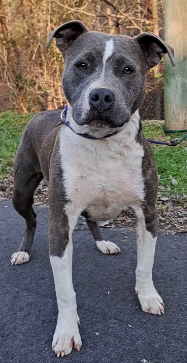 Blue Girl, Adopted, Young Female American Staffordshire Terrier.