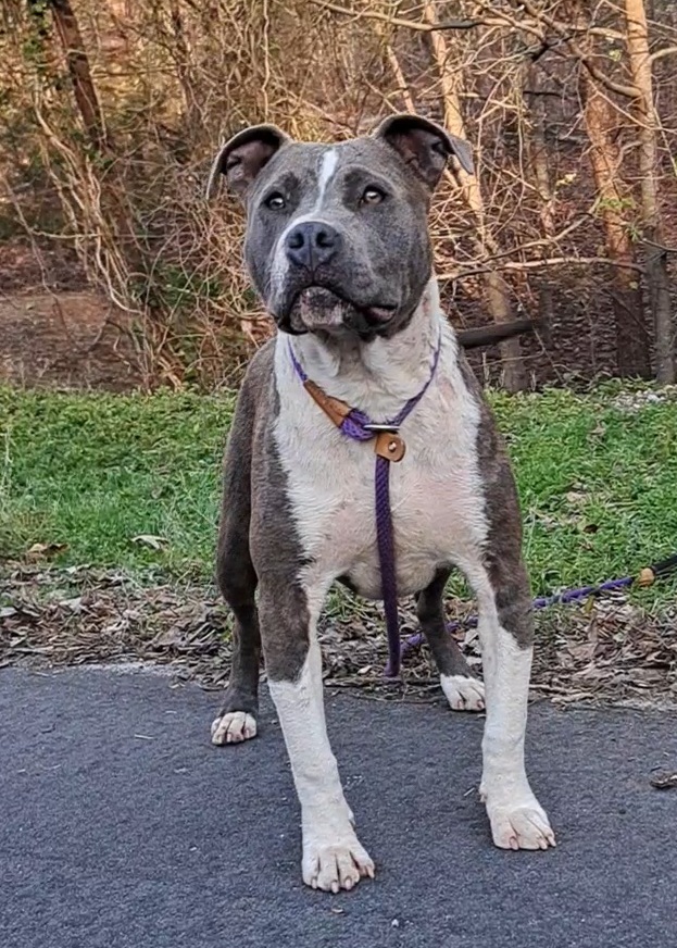 Blue Girl, a Adopted American Staffordshire Terrier in Westminster, SC image 2/4
