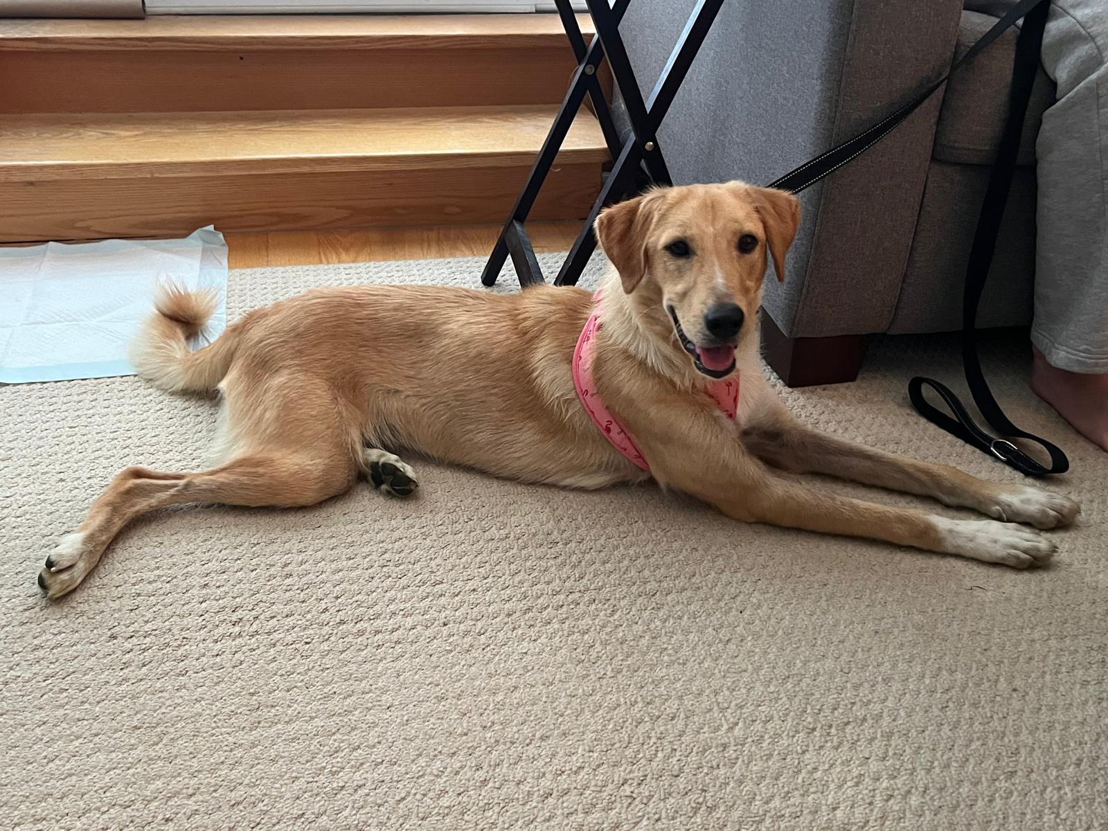 Enlarge Bonnie, a Adoptable Golden Retriever in Erin, ON image 1/6