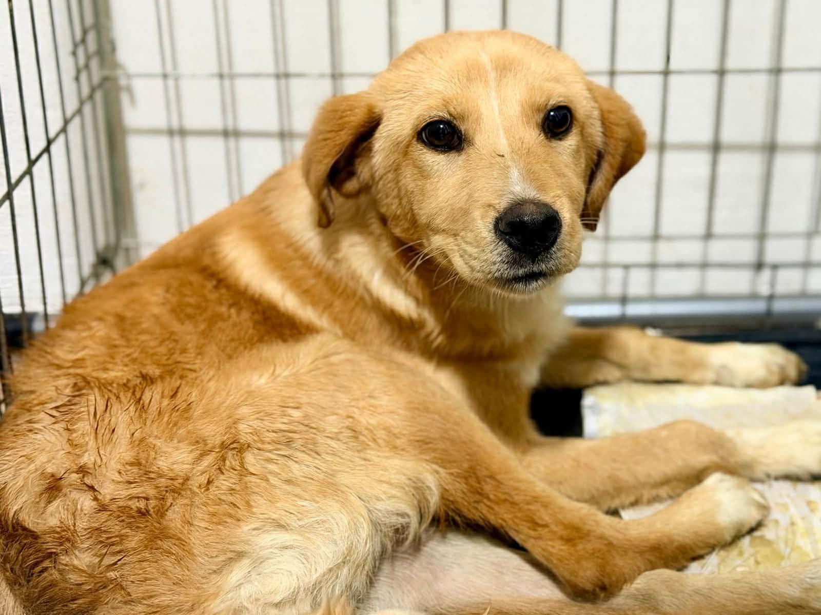Enlarge Bonnie, a Adoptable Golden Retriever in Erin, ON image 2/6