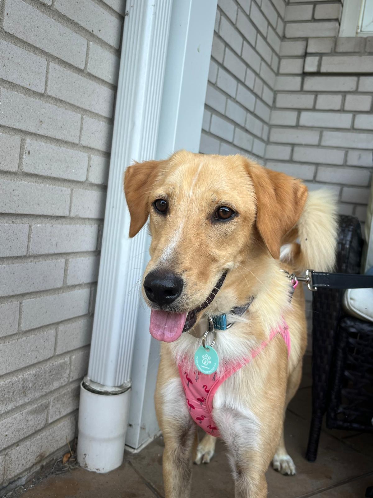 Enlarge Bonnie, a Adoptable Golden Retriever in Erin, ON image 3/6