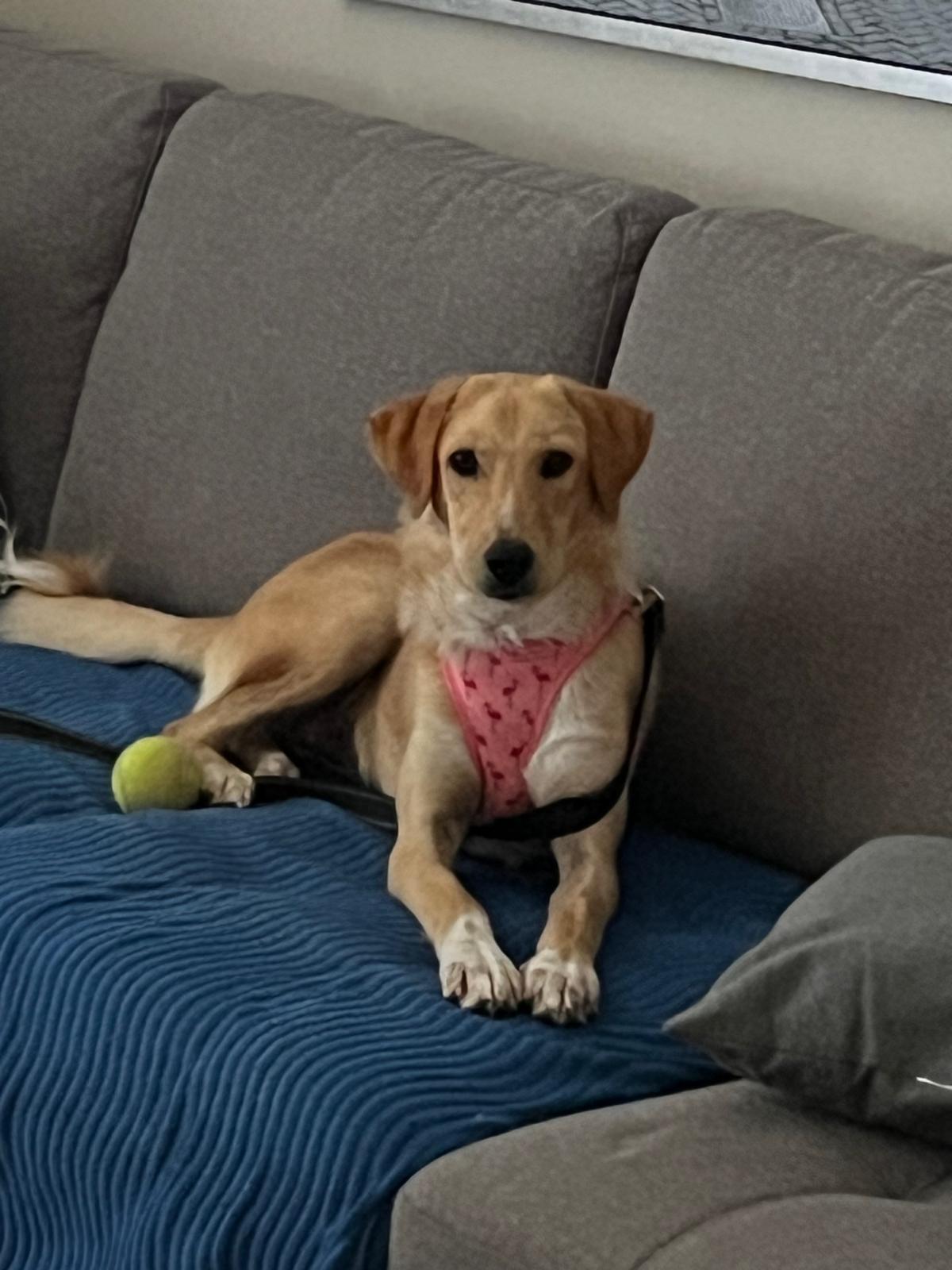 Enlarge Bonnie, a Adoptable Golden Retriever in Erin, ON image 4/6