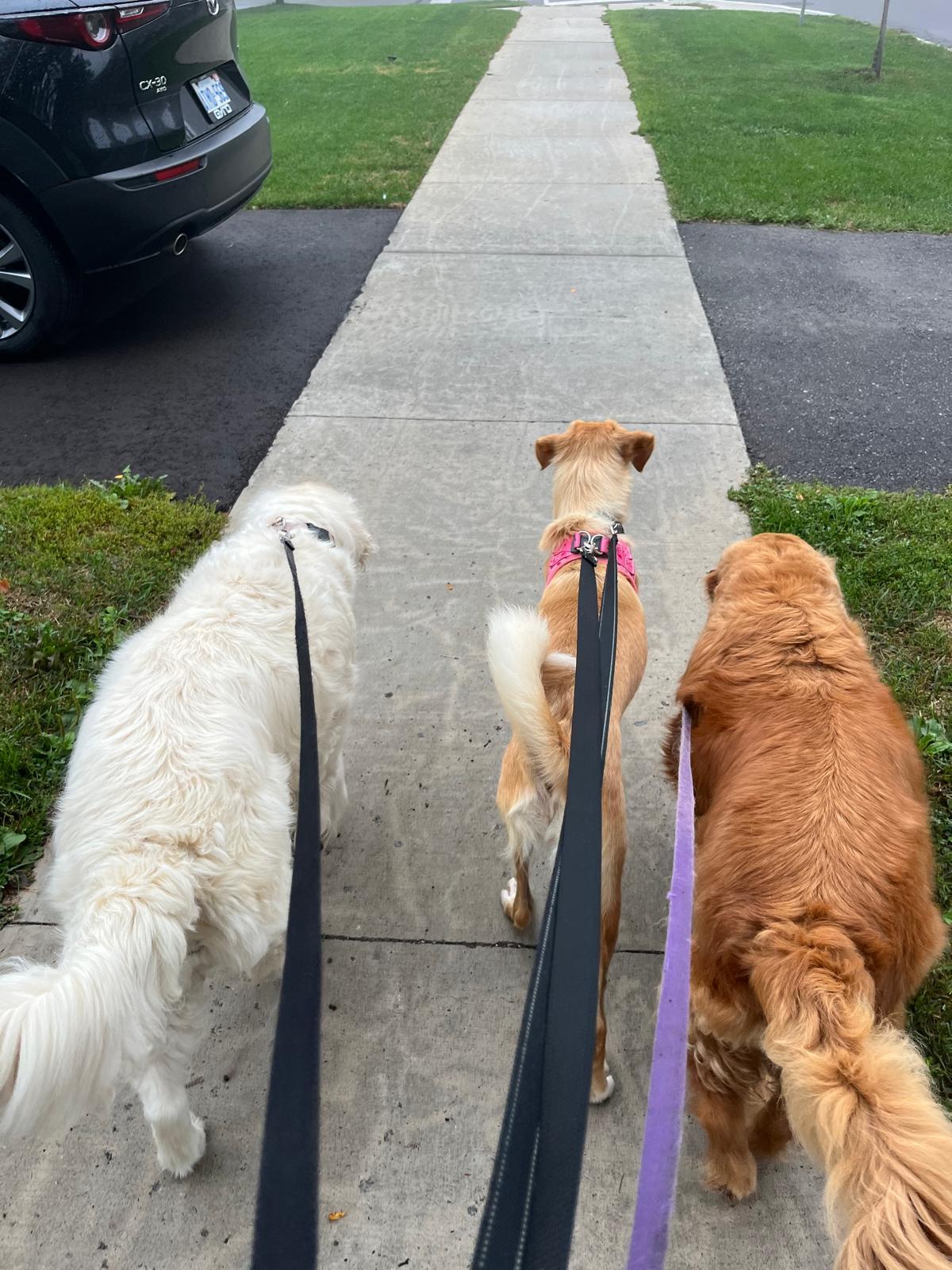 Enlarge Bonnie, a Adoptable Golden Retriever in Erin, ON image 5/6