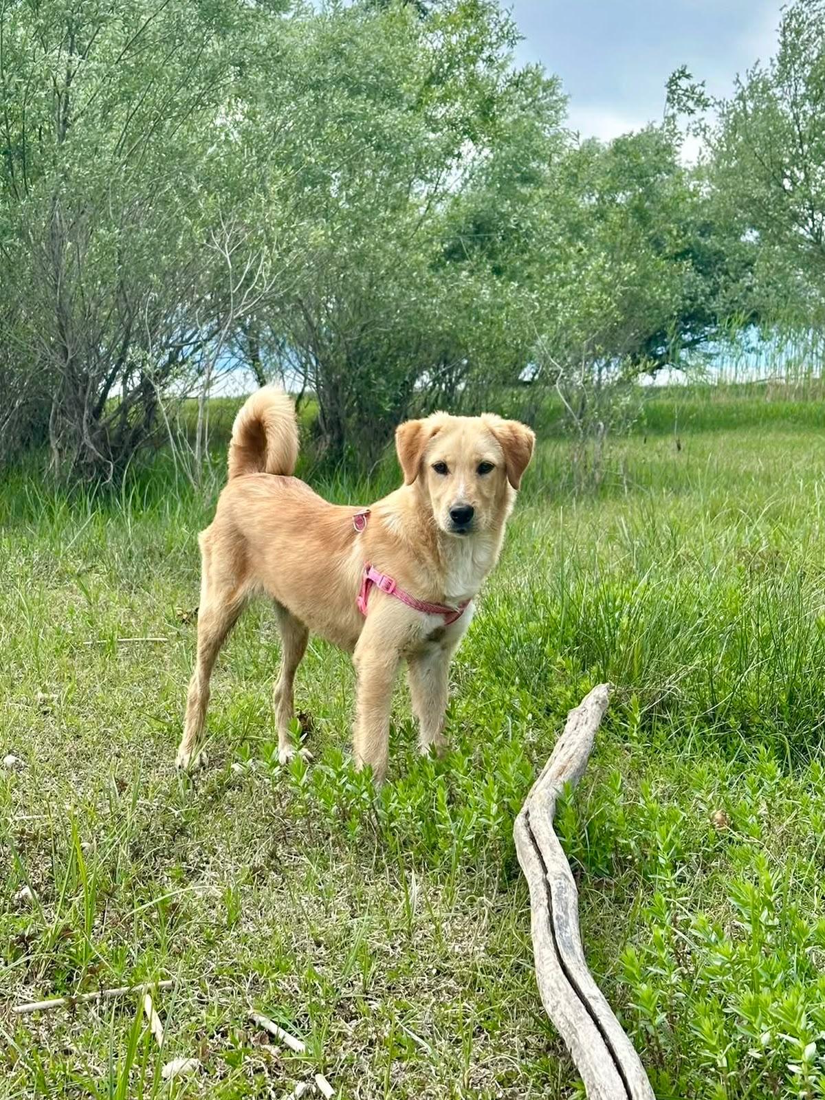 Enlarge Bonnie, a Adoptable Golden Retriever in Erin, ON image 6/6