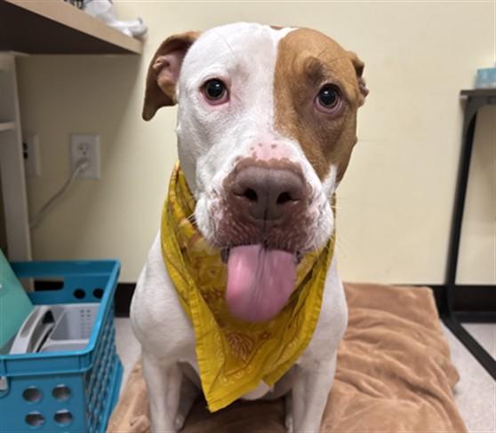 KEIKO, Adoptable, Young Female Pit Bull Terrier.