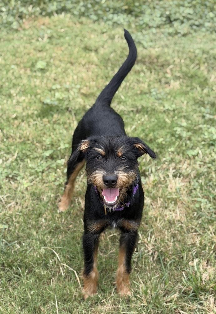 Enlarge Huxley, a Adoptable Mixed Breed in Dunwoody, GA image 1/4