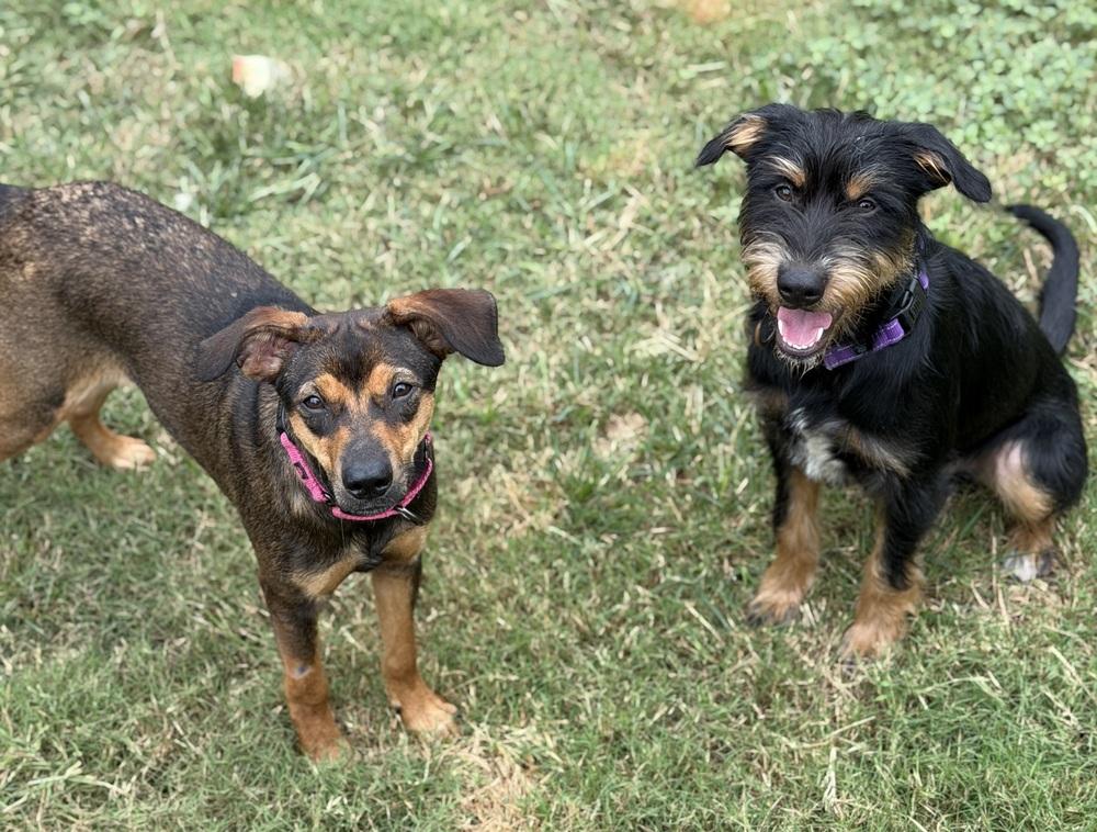 Enlarge Huxley, a Adoptable Mixed Breed in Dunwoody, GA image 2/4
